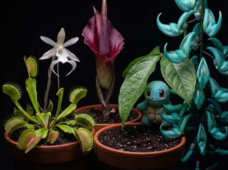 暗网植物视频-暗网植物视频：全球稀有植物视频大赏